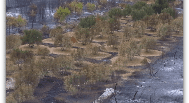 Adaptation through integrated fire management