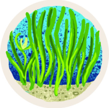 Protection and restoration of Posidonia oceanica meadows