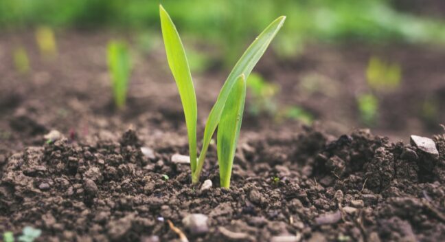 Use of Adapted Crops