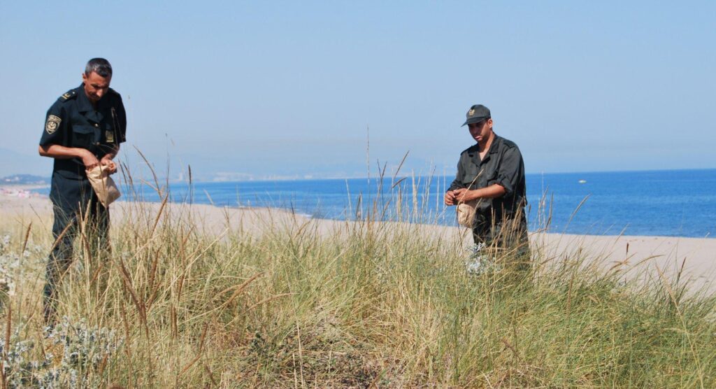 Members of the Forest Conservation of the Wilaya of Jijel during a marram grass seed collection operation at a beach.