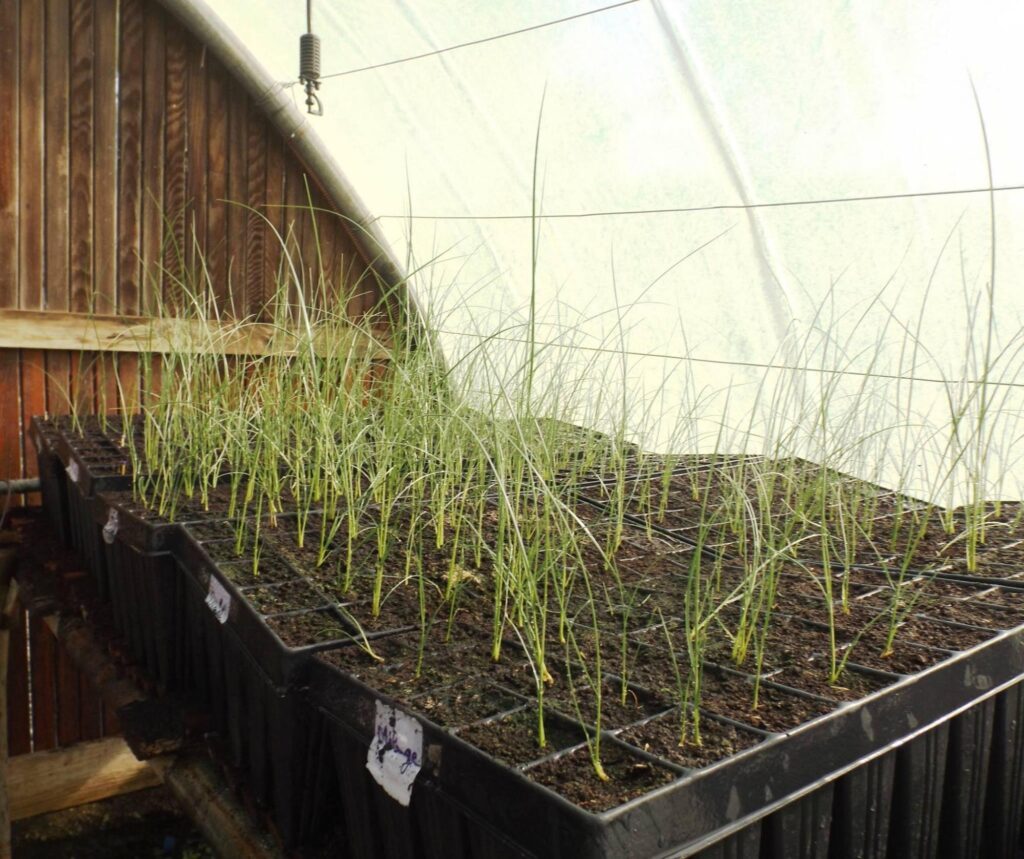 Marram grass multiplication tests in nursery
