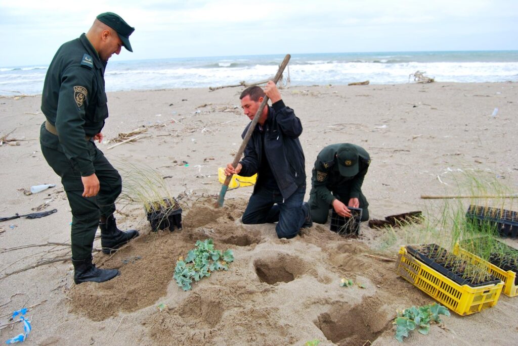 Planting operation of marram grass (Ammophila arenaria) at the coastal zone of the Béni-Belaid Nature Reserve