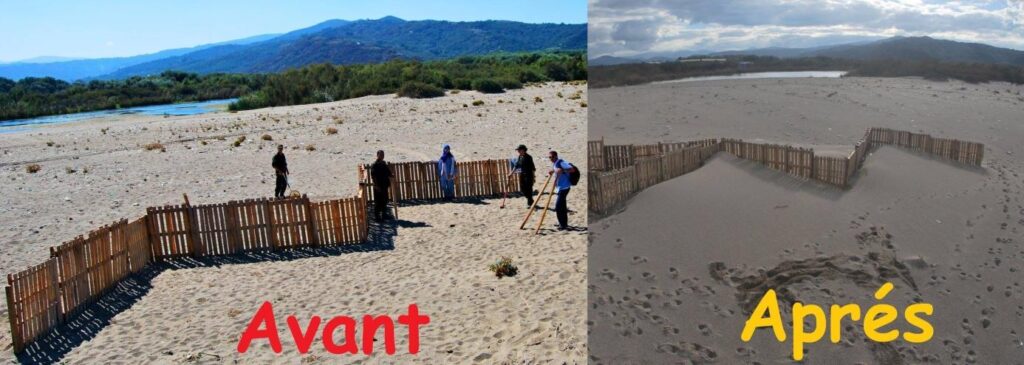 Outcome of mechanical dune fixation after ganivelle installation