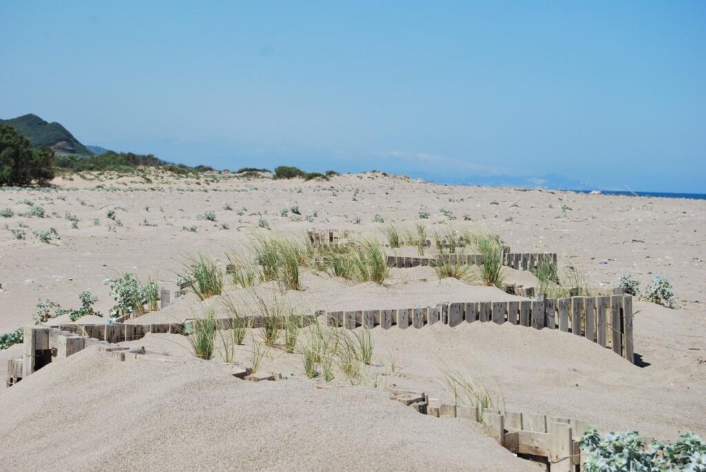 Outcome of biological dune fixation after marram grass planting