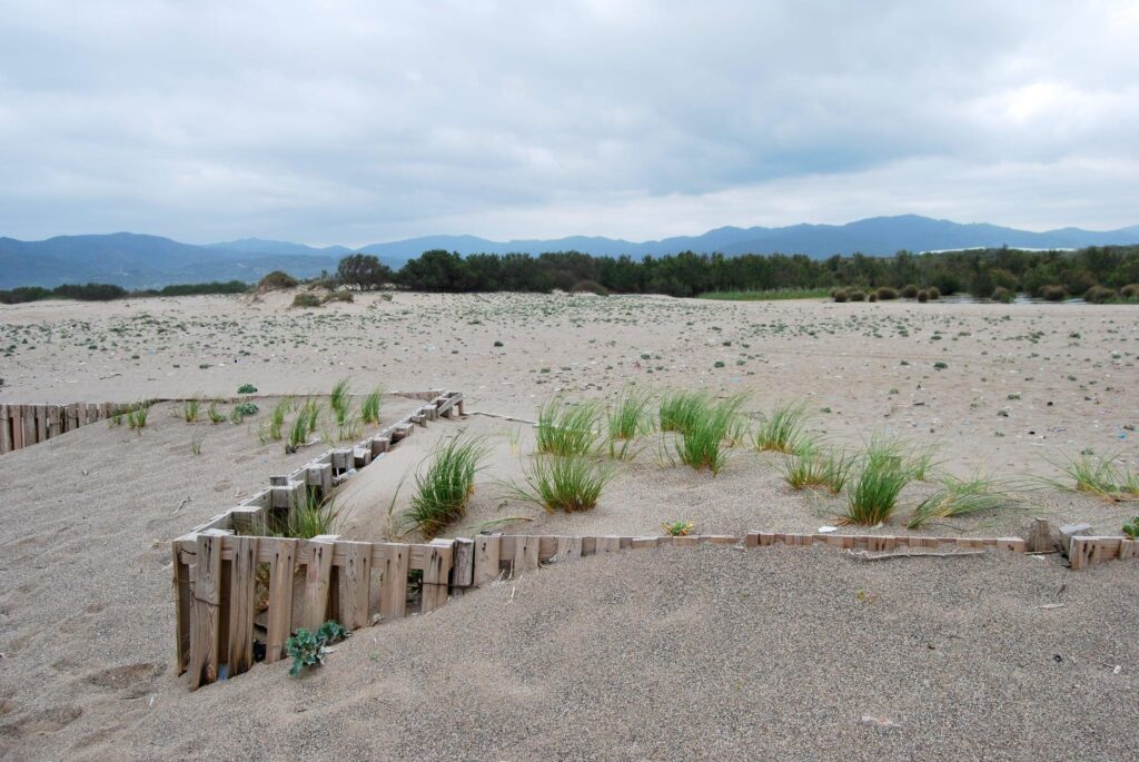 Outcome of biological dune fixation after marram grass planting