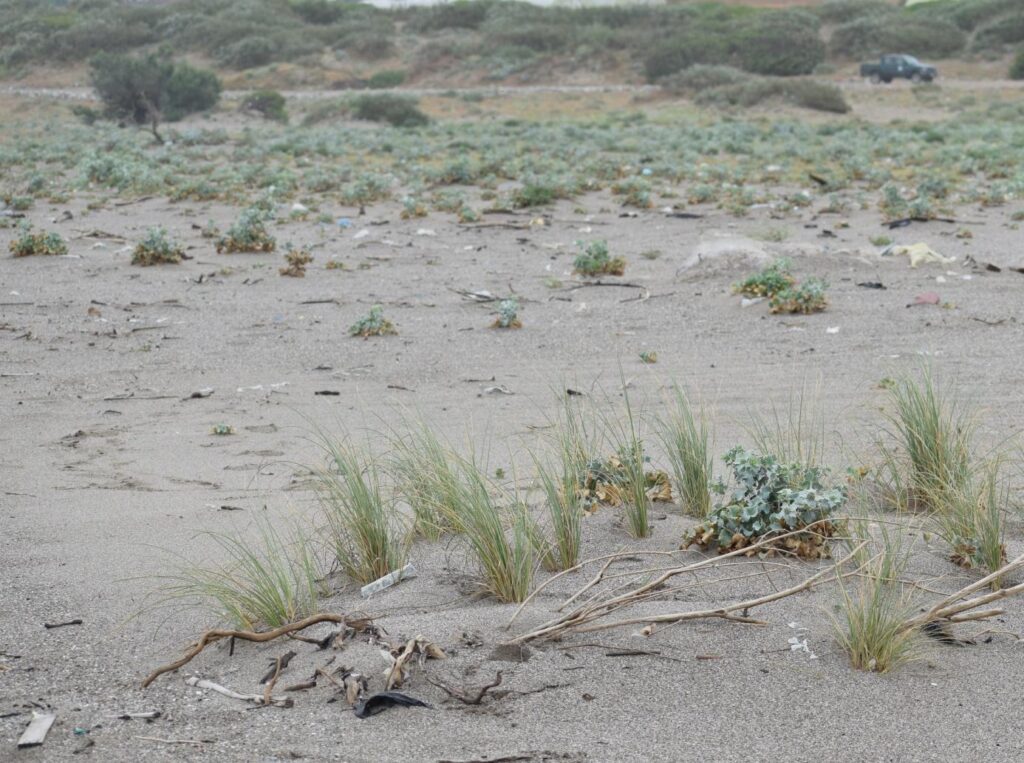 Outcome of biological dune fixation after marram grass planting