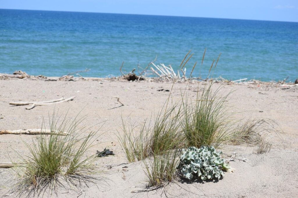 Outcome of biological dune fixation after marram grass planting